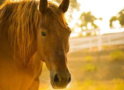 horse resize v2